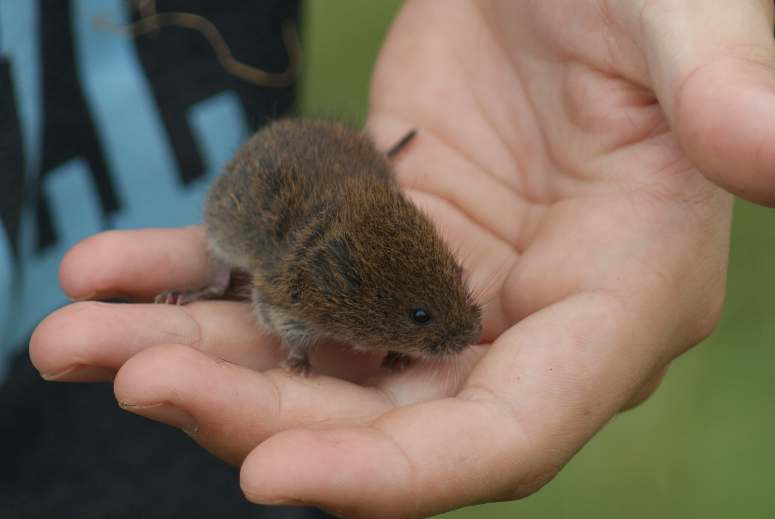 Field Vole British Wildlife Wiki