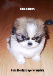 Fluffy Destroyer of Worlds