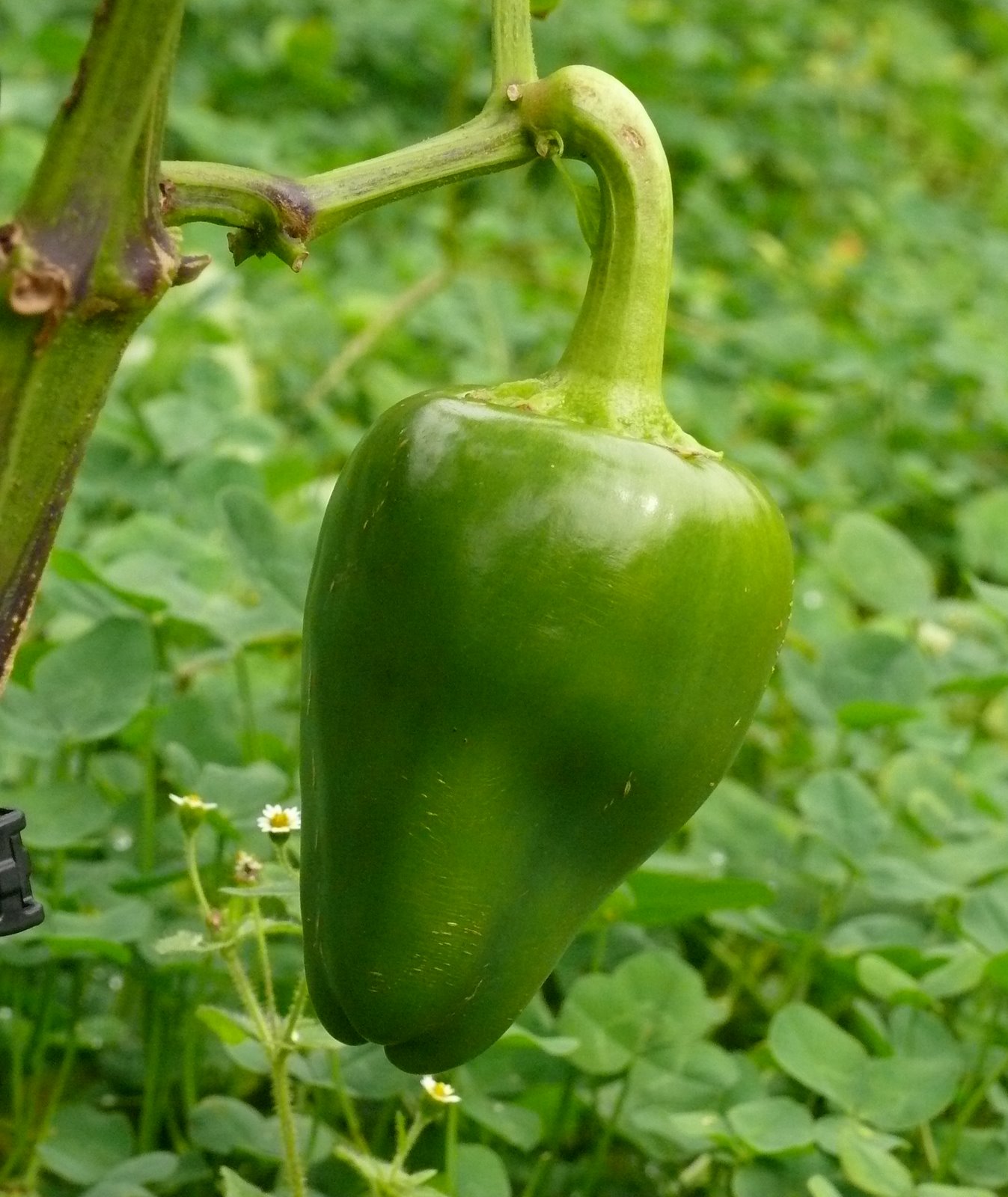 capsicum-annuum-pimento-wikigardener-the-gardening-site-that