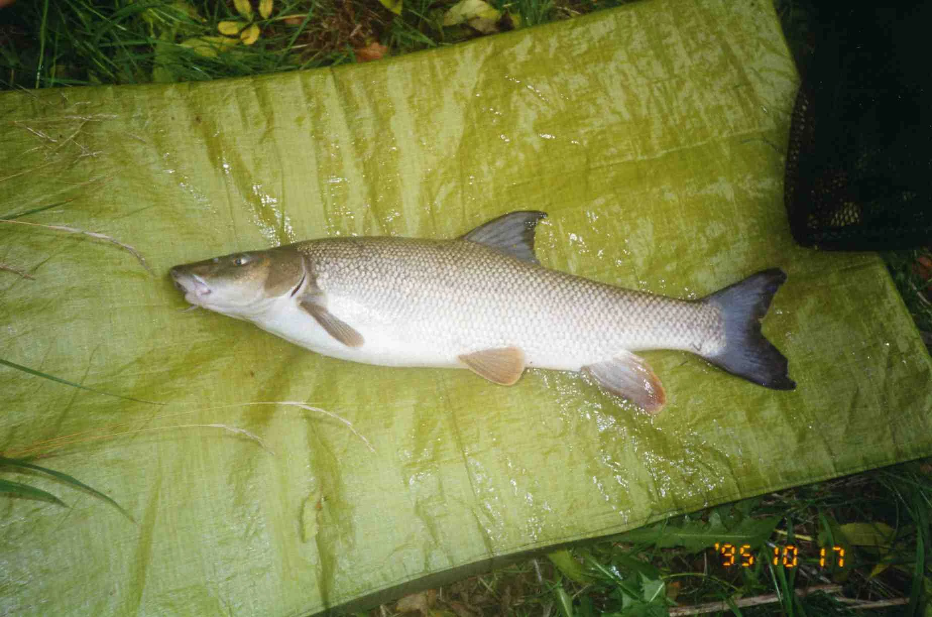 Barbel British Wildlife Wiki