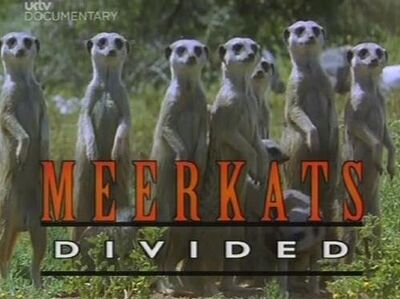 Meerkats Divided