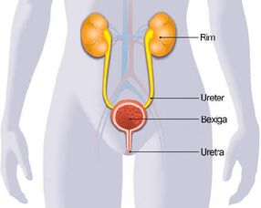 Infecção urinária 2