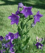 Campanilla-violeta