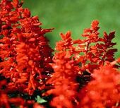 Salvia roja