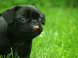 Pug2