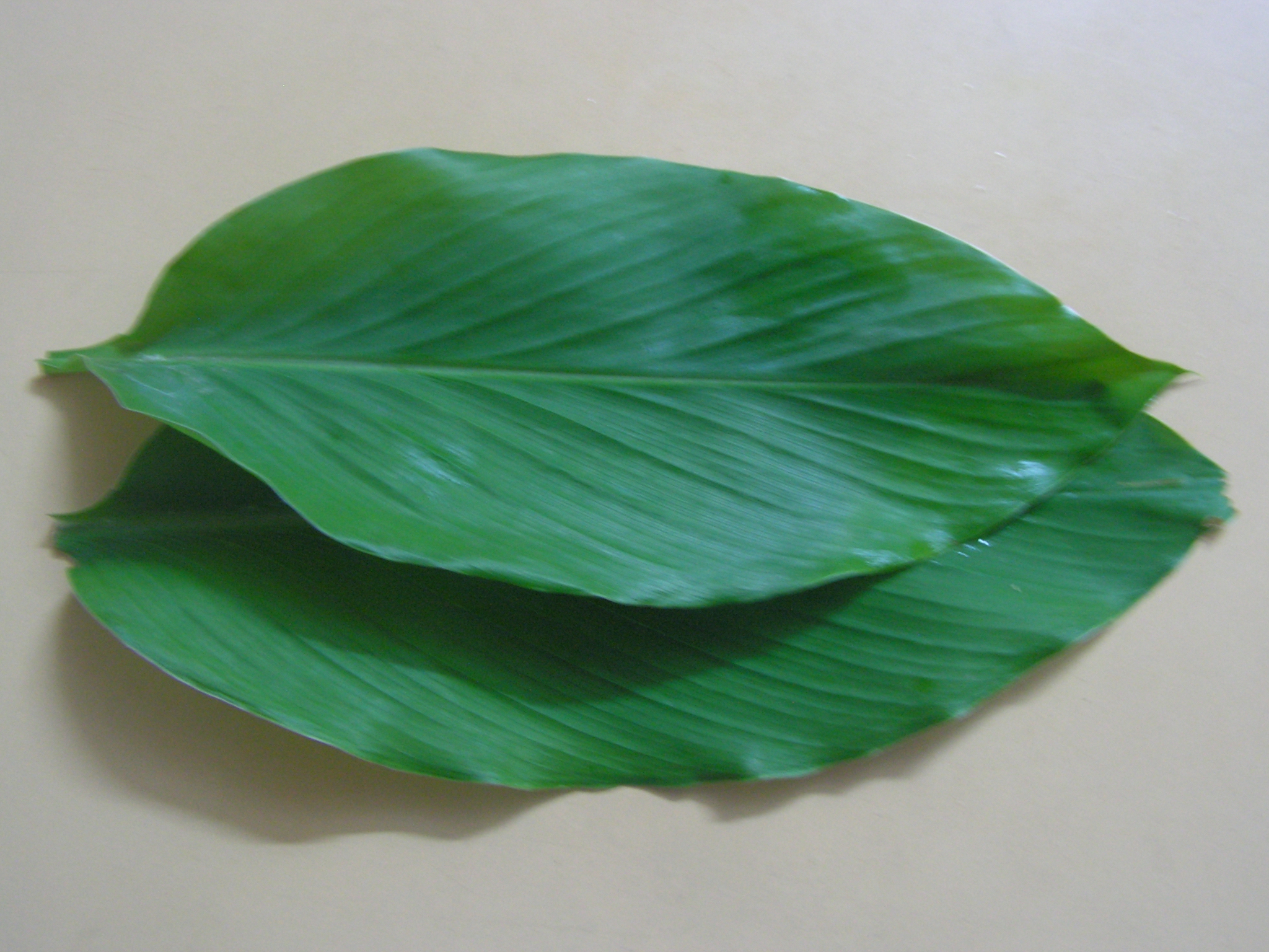 Turmeric leaf Recipes Wiki