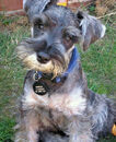 Boris mini schnauzer 01 jpg w450