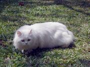 Snowycat