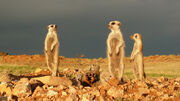 ClanOfTheMeerkat
