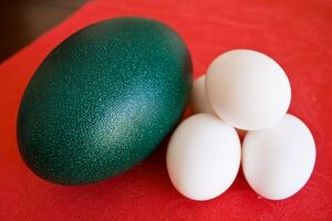 Emu egg