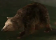 Bearsaddledw7