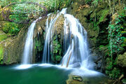 Rainforest-31