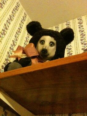 Teddy