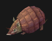 Armadillo pup companion