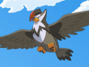 EP587 Staraptor