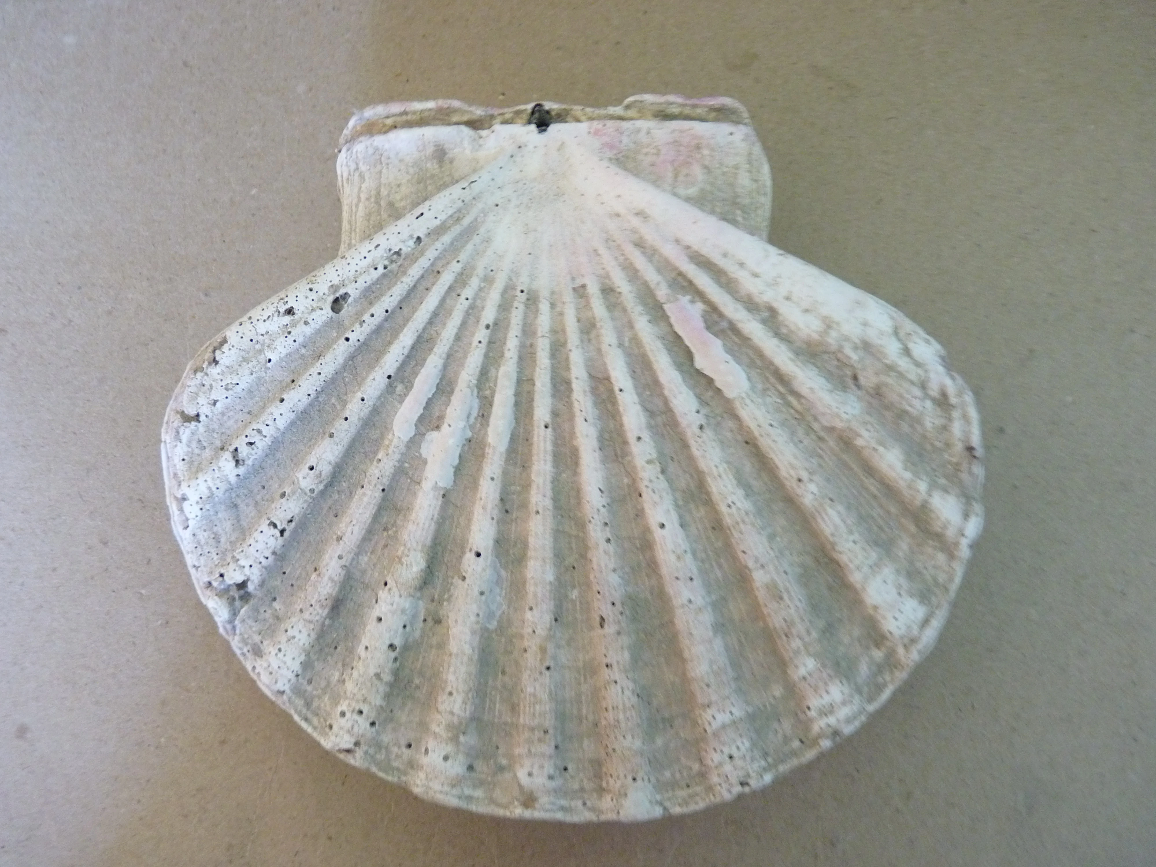 Bivalve British Wildlife Wiki