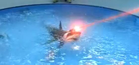 [Image: Sharks-With-Frickin-Laser-Beams-Attached...Powers.jpg]