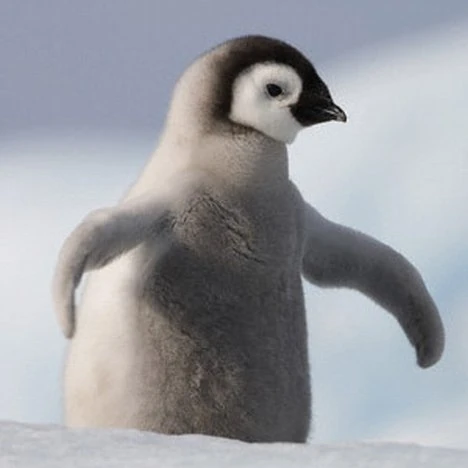 Image - Baby Penguin.jpg - Camp Half-Blood Role Playing Wiki