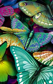 Butterflies 1