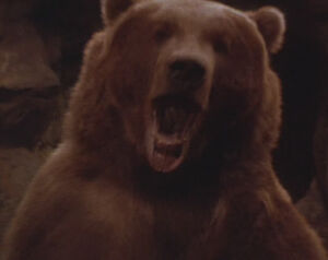 Ccbbear