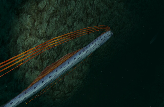 Oar+Fish+Pics oarfish species regalecus glesne type fish length 10 m 33 ft what it ...