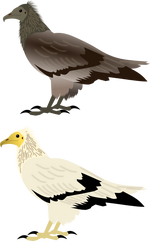 Egyptian Vulture
