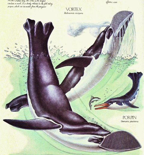 Balenornis_vivipera_y_stenavis_piscivora.jpg