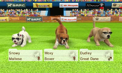 Image - -Nintendogs Cats- 013.jpg - Nintendogs Wiki Image - -Nintendogs Cats- 013.jpg - Nintendogs Wiki