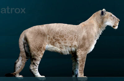 800px-Panthera leo atrox Sergiodlarosa