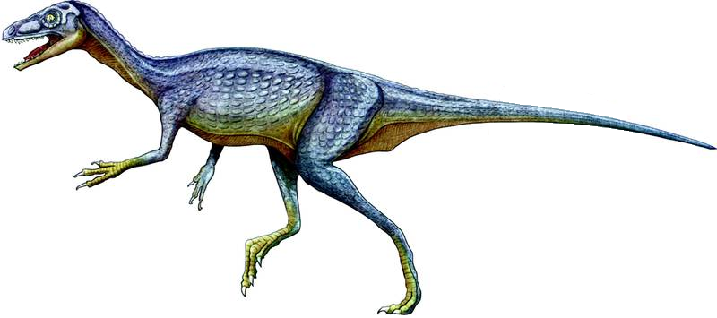 Eoraptor-lunensis.png