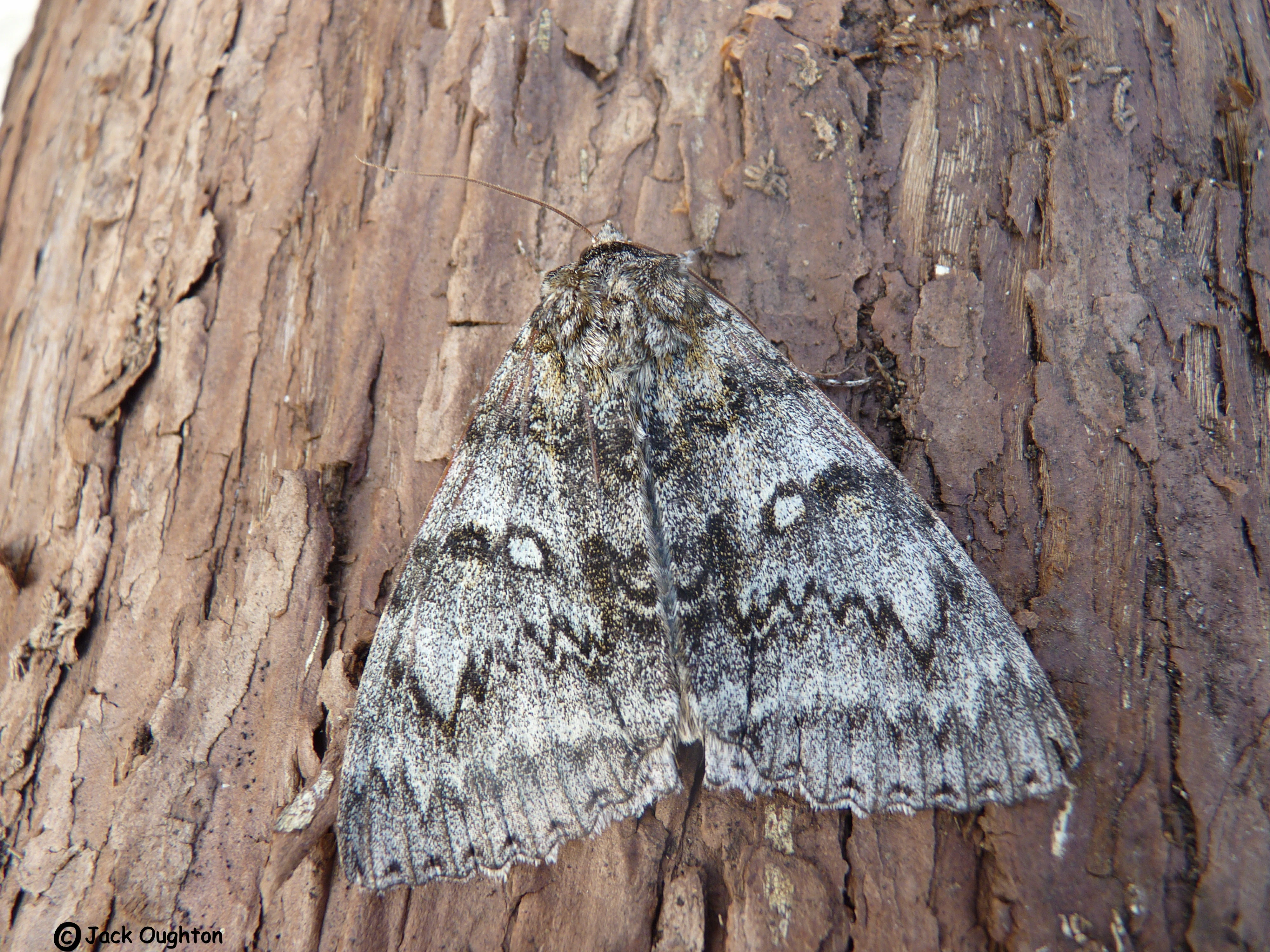 Clifden Nonpareil - British Wildlife Wiki