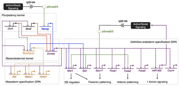 Definitive endoderm specification GRN