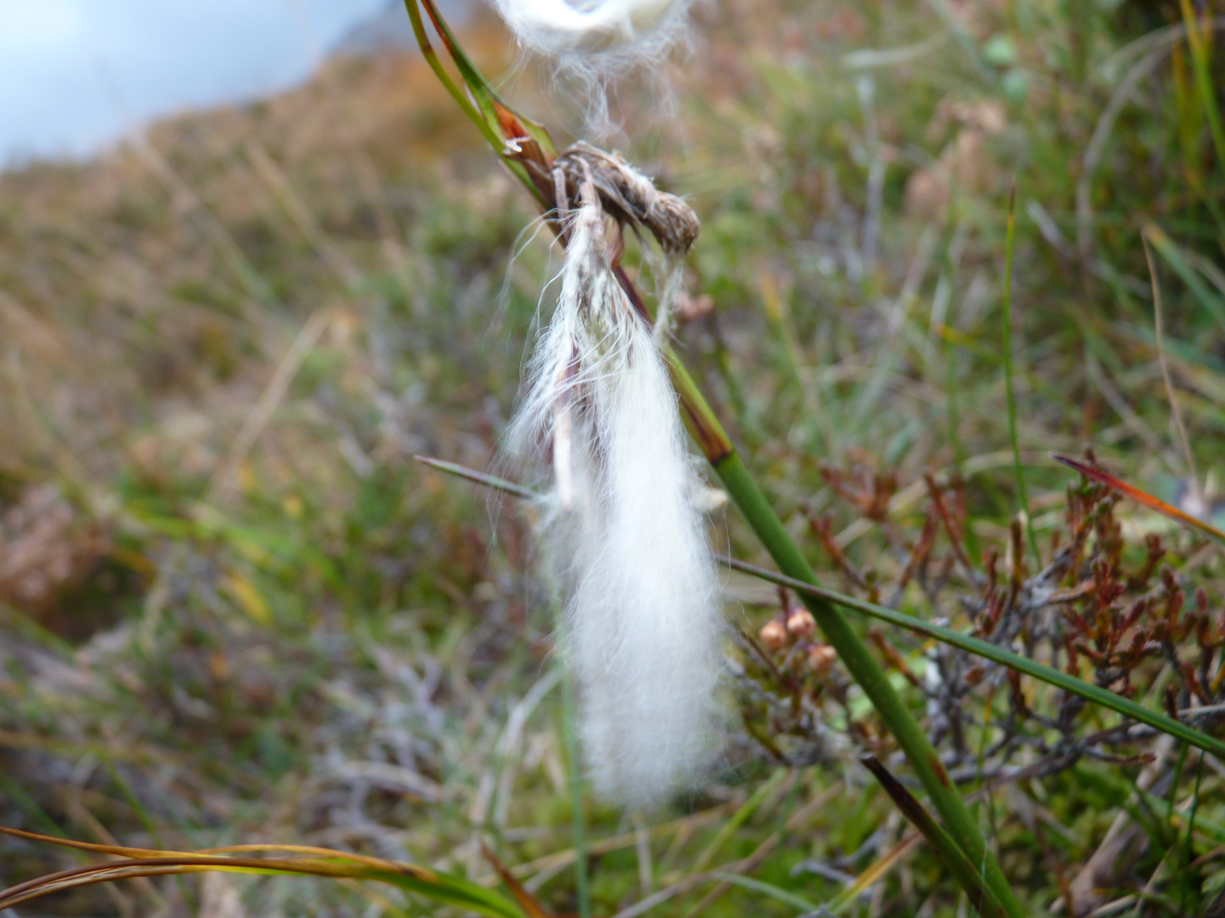 Image Common Cottongrass.JPG British Wildlife Wiki
