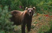 800px-Kodiak Brown Bear.jpg