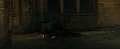 Greyback kills Lavender
