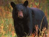320px-Blackbear.jpg
