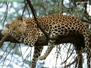 340px-LEOPARDO.jpg