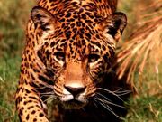 450px-Leopardo2.jpg