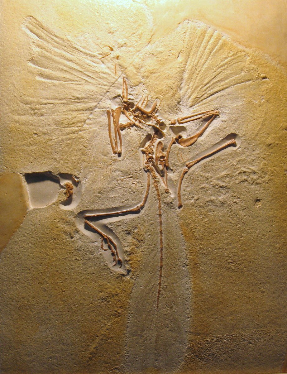 archaeopteryx discovery