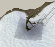Brine dung tree