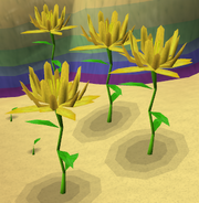 Field of Starflowers