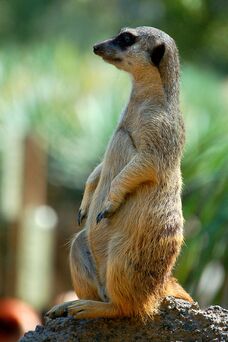 AW-080008A, Meerkat, Suricata suricatta.jpg