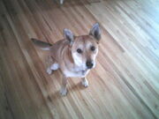 Shasta