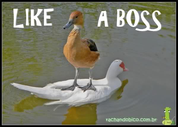 Like_a_boss_duck.jpg