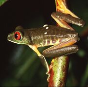 Callidryas 01