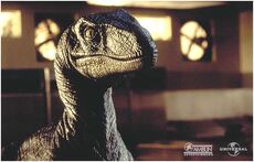 Velociraptor pose