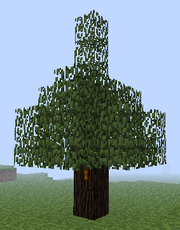 Rubber Tree