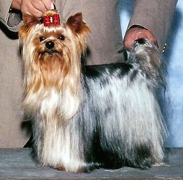 Yorkshire terrier.jpg