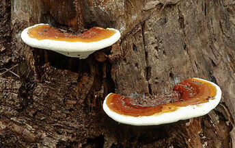 Ganoderma.jpg