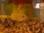 ZippitytheHamster